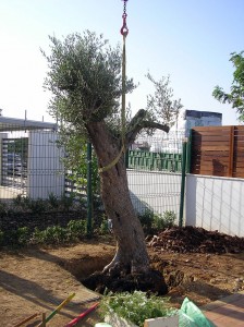 plantacion arbol olivo en jardin