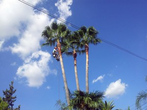 poda de palmeras washingtonia